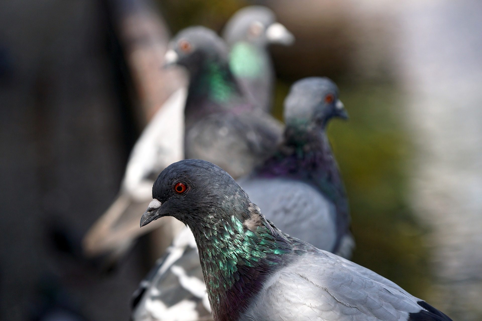 Pigeon Problem Solving Mirrors AI Approaches Reveals Study