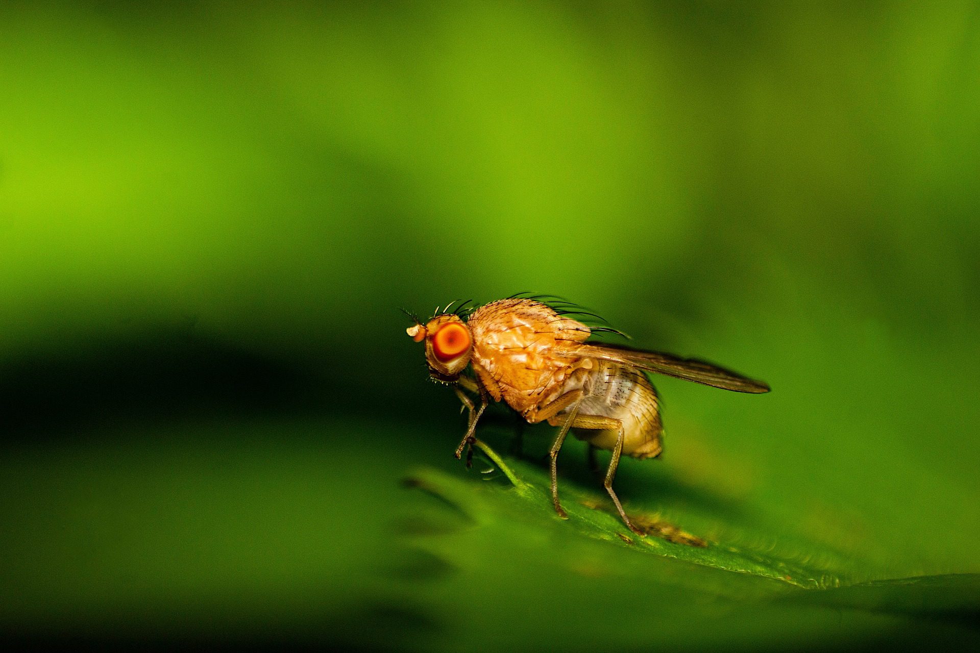 Revolutionizing Fruit Fly Behavior Analysis AI Tool Unveiled By Tulane   Fruit Fly 6977978 1920 