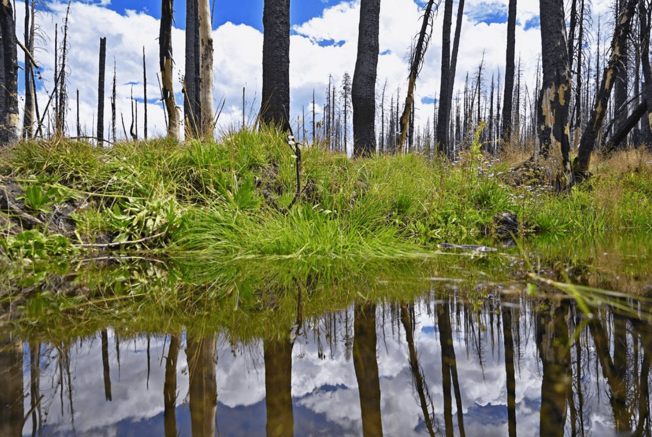 US Forest Service Employs AI-driven Machine Learning To Restore ...